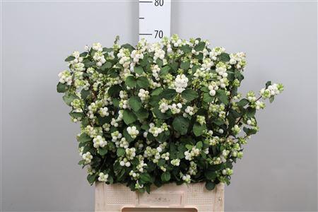 Symphoricarpos Magical Avalanche