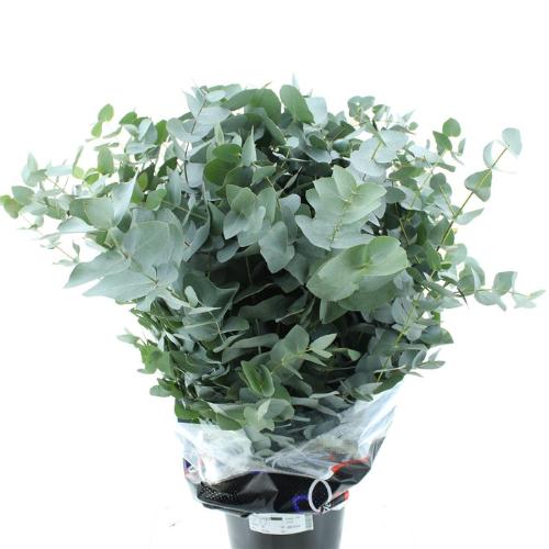 Eucalyptus per bos cinerea