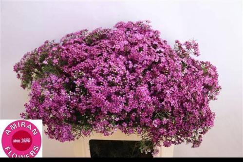 Chamelaucium uncinatum 'Grand Jupiter'