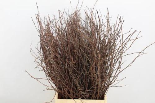 Betula kleurbehandeld H%