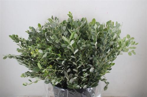 Pittosporum per bos