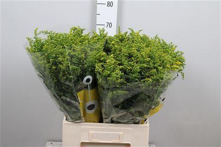 Solidago Carzan Glory