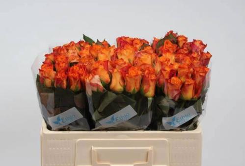 Rosa grootbloemig Mariyo!