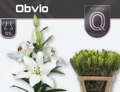 Lilium (LA-hybrids Grp) 'Obvio'