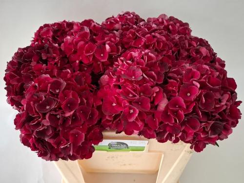 Hydrangea macrophylla Magical Dark Ruby