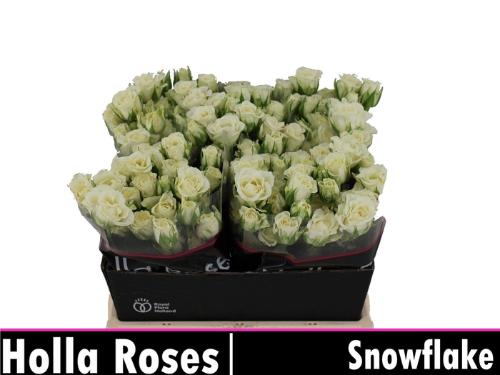 Rosa tros Snowflake