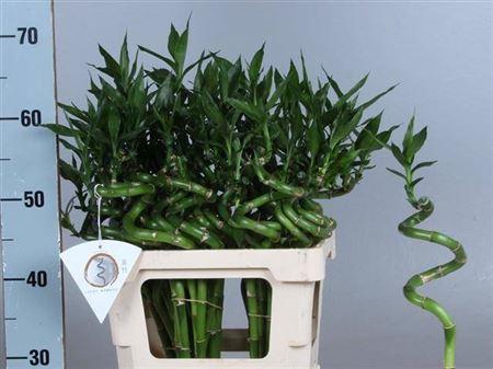 Dracaena sanderiana Lucky Bamboo