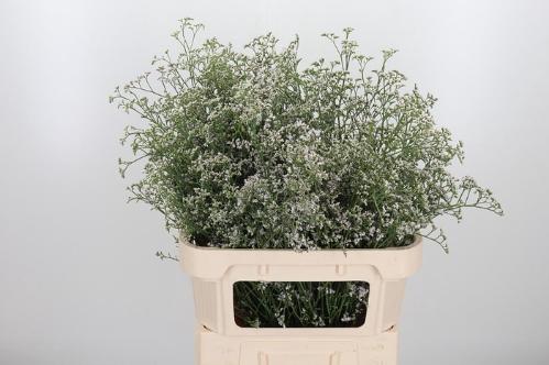 Limonium caspium 'White Neto'