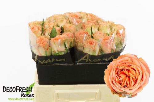 Rosa grootbloemig Barbarella