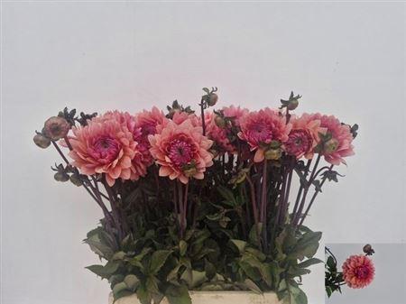 Dahlia (Decorative Grp) 'Sweet Sanne'