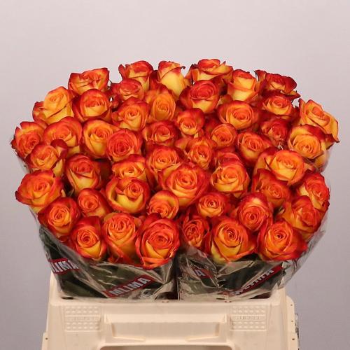 Rosa grootbloemig Firefox