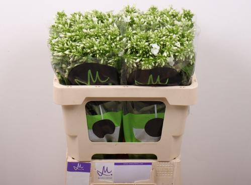 Phlox Paniculata Grp Icecap