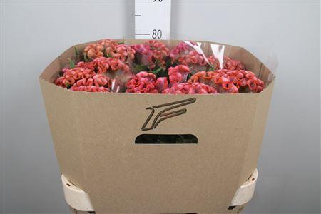 Celosia argentea (Cristata Grp) Clubs Cocktail