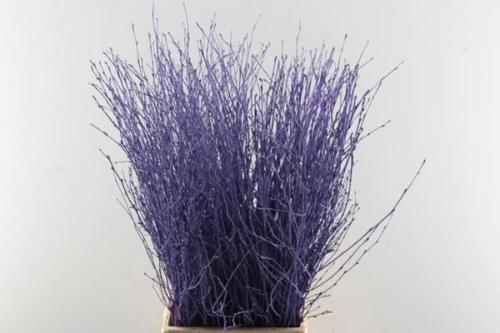 Betula kleurbehandeld H%