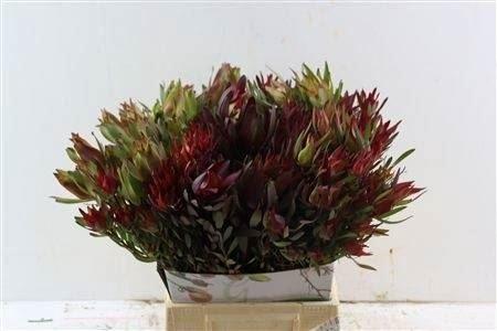 Leucadendron overig