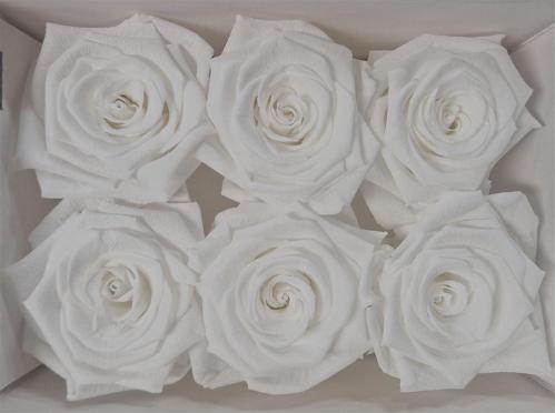 Rosa grootbloemig kleurbehandeld H%