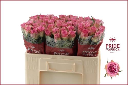 Rosa grootbloemig Flirt