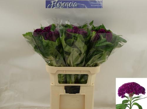 Celosia argentea (Cristata Grp) 'Mystic'