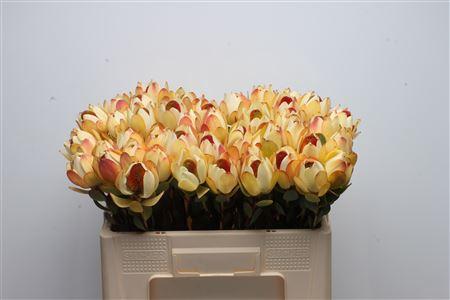 Leucadendron discolor