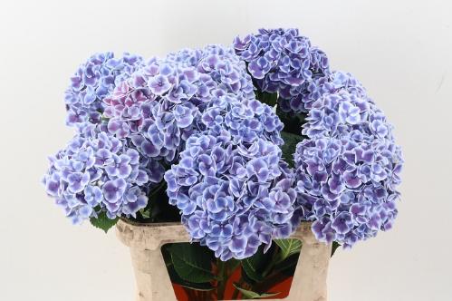Hydrangea macrophylla 'Harlekijn' (blauw)