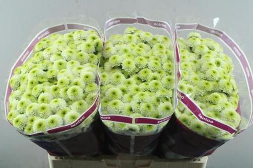 Chrysanthemum (Indicum Grp) tros santini Aaa Bumper