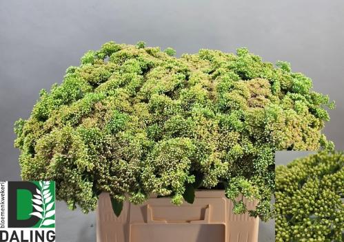 Sedum spectabile