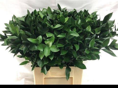 Ruscus hypophyllum (groot blad)