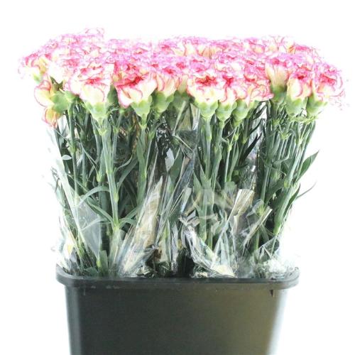 Dianthus standaard 'Nowo'