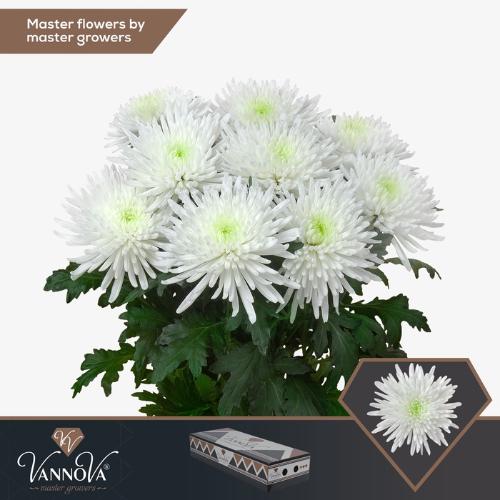 Chrysanthemum (Indicum Grp) geplozen Topspin