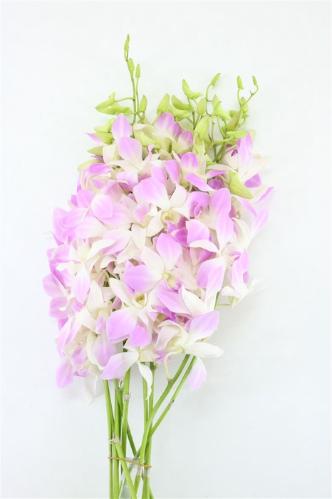 Dendrobium 'Karen'