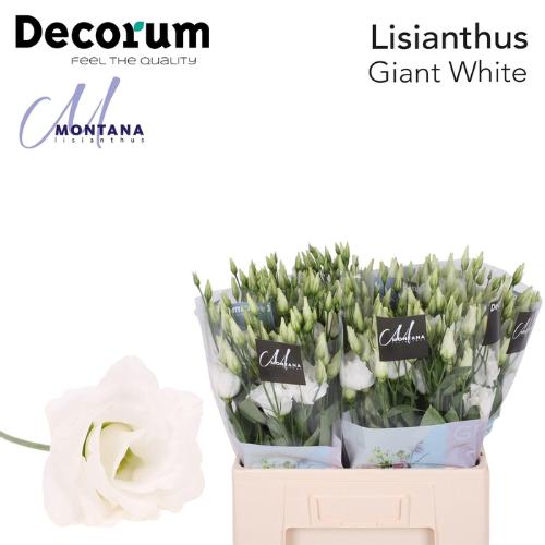 Eustoma russellianum gevuldbloemig 'Arena Giant White'