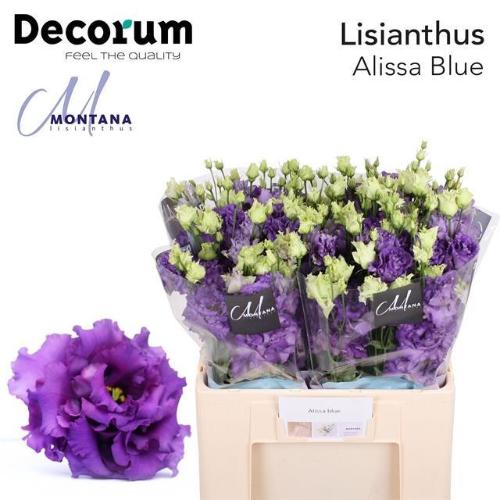 Eustoma russellianum gevuldbloemig 'Alissa Blue'
