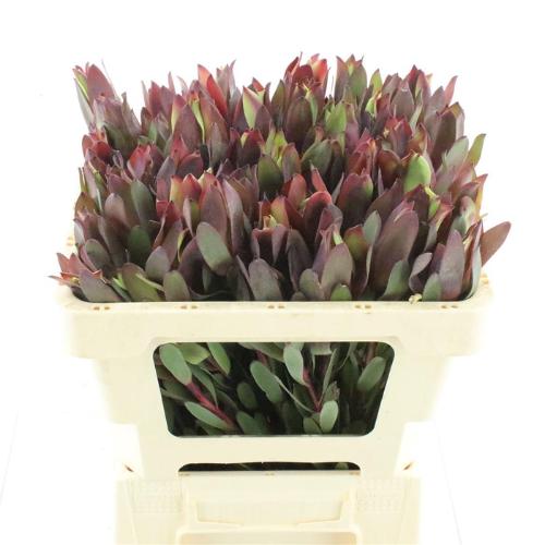 Leucadendron 'Senorita'