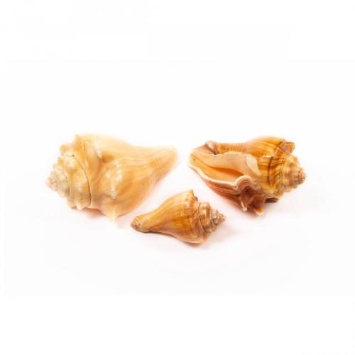 Shell Red Mulli 1kg
