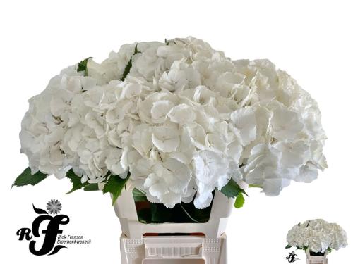 Hydrangea macrophylla Noordpool