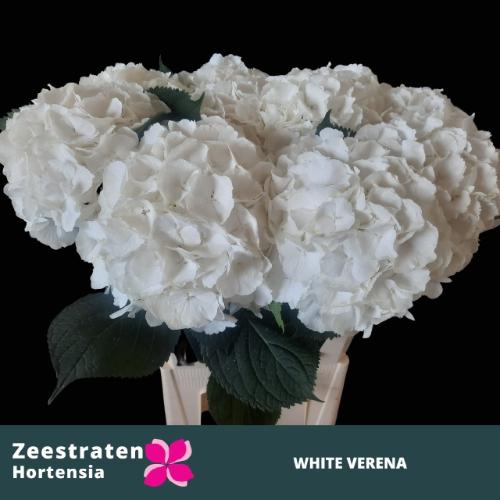 Hydrangea macrophylla Noordpool