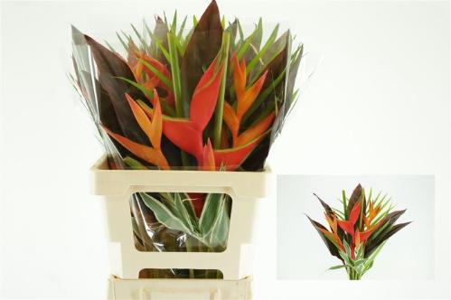 Heliconia boeket