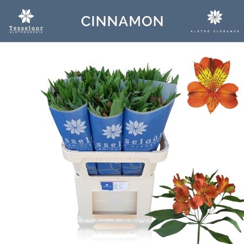 Alstroemeria Cinnamon