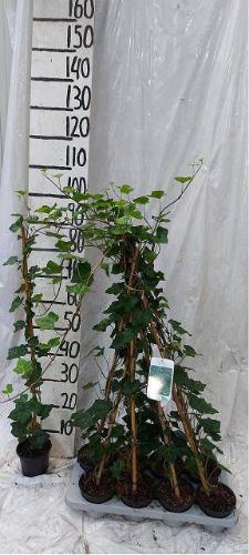 Hedera hibernica