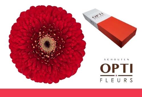 Gerbera mini bolvormig Pomponi Floyd