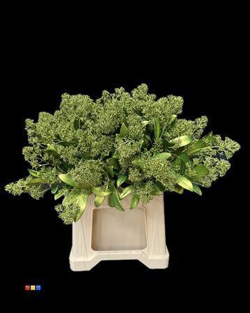 Skimmia per bos overig kleurbehandeld H%