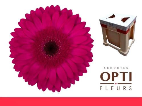 Gerbera grootbloemig Martini