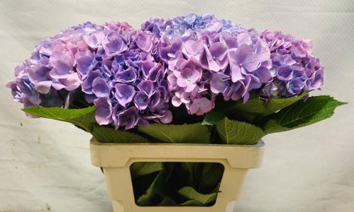 Hydrangea macrophylla 'Bodensee' (blauw)