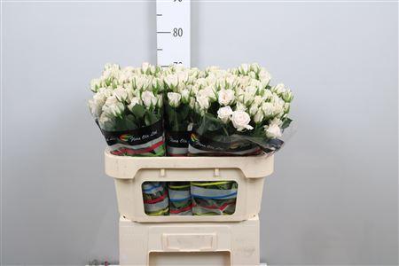 Rosa tros Royal Porcelina