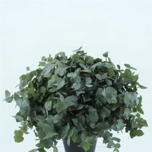 Eucalyptus cinerea