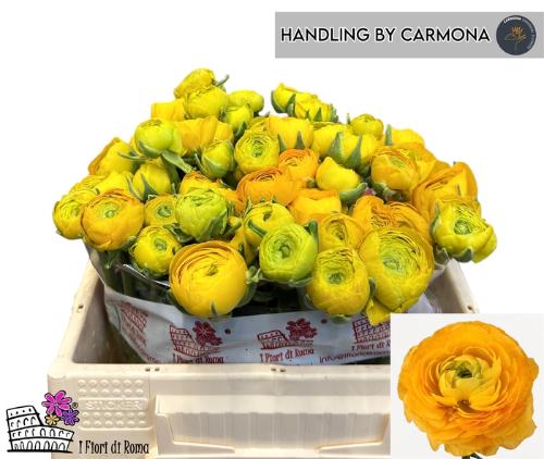 Ranunculus asiaticus 'Elegance Yellow'