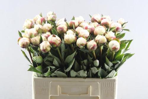 Paeonia Lactiflora Grp 'Florence Nicholls'