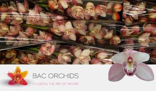 Cymbidium grootbloemig per tak 'Summer Magic Pink'