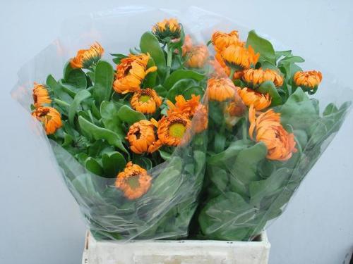 Calendula officinalis 'Green Spot Orange'