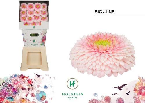 Gerbera grootbloemig bolvormig Gerponi Big Ju-Ne